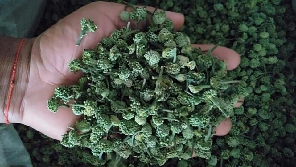 Nụ hoa tam thất - Hà Giang (0,5kg)