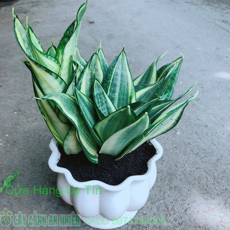 Chậu lưỡi hổ thái vàng