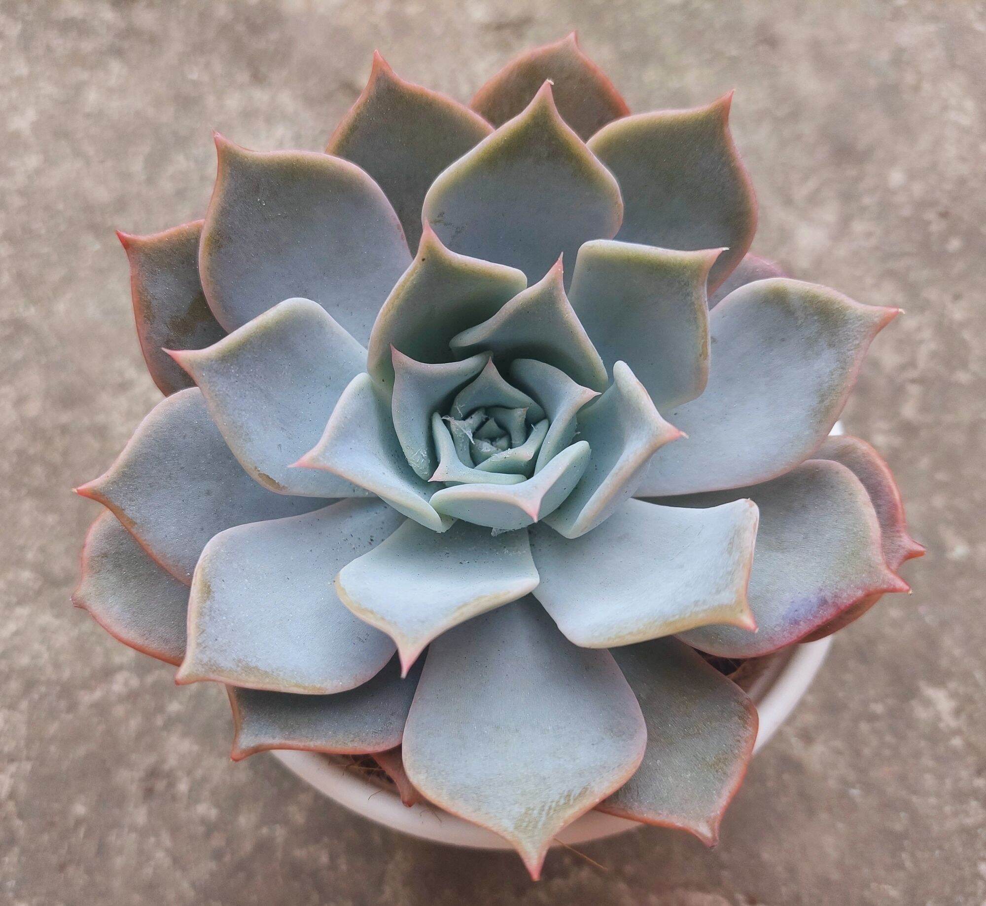 Sen đá HỒNG ĐIỆU size trung 8-10 cm