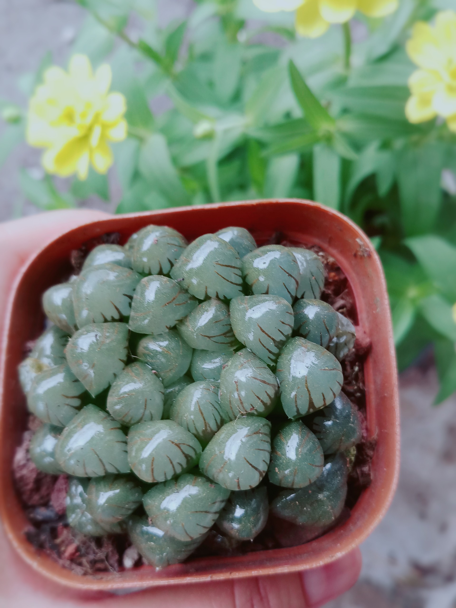 Sen Đá Kim Cương Cooperi Xanh