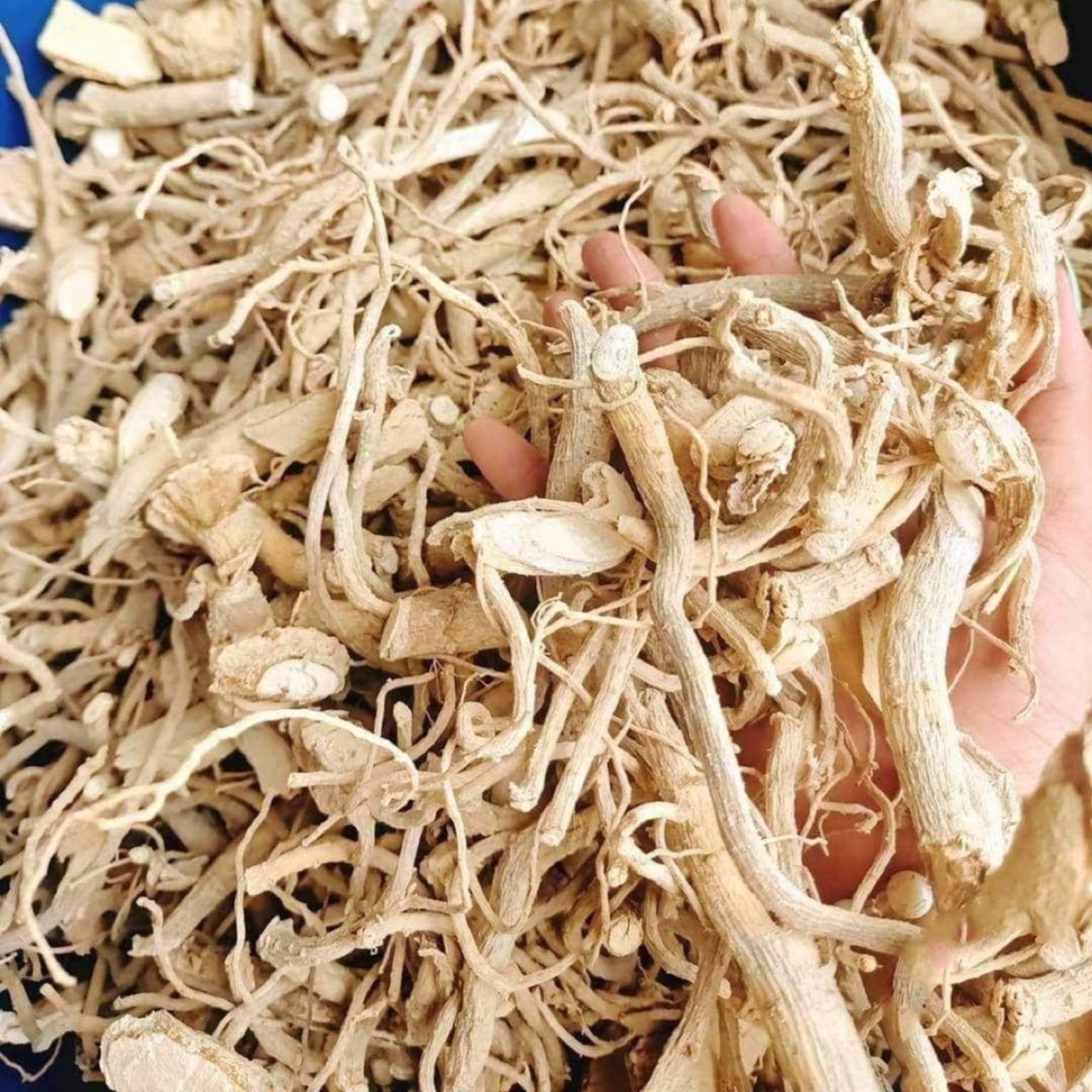 [Hàng công ty mới về] Rễ đinh lăng khô 500g - Hỗ trợ bồi bổ và tăng cường sinh lực