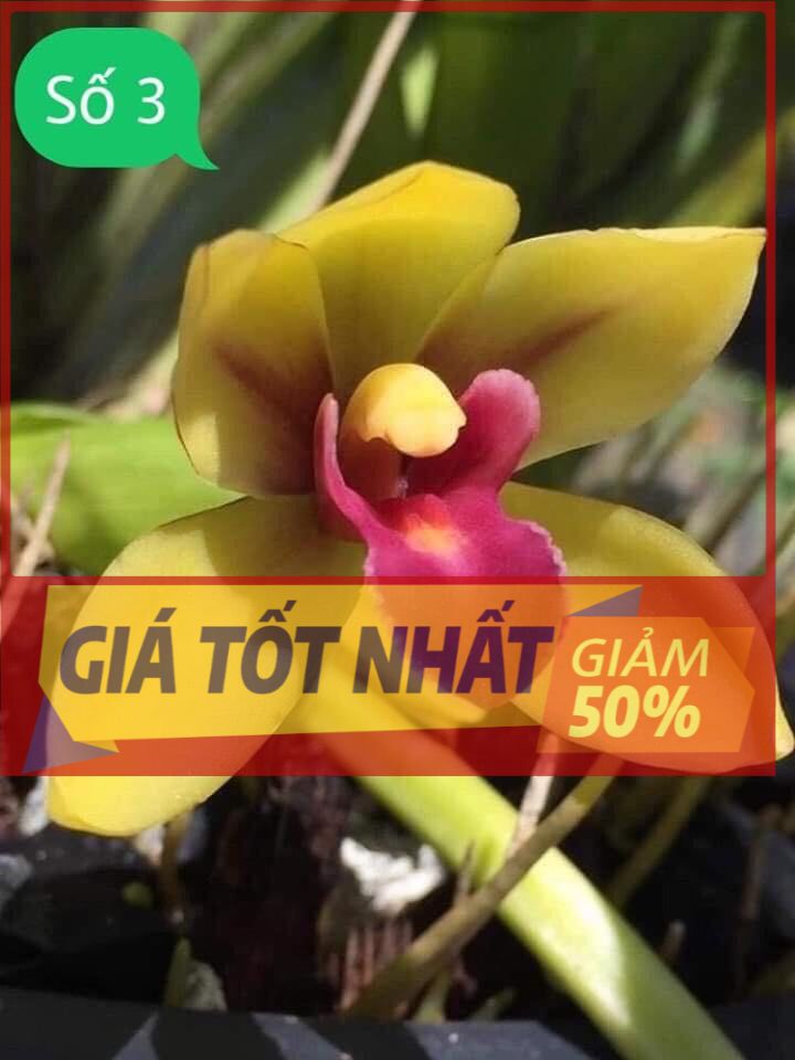1 THÂN HOA LAN KIẾM THÁI LAN - MẶT HOA XỔ SỐ