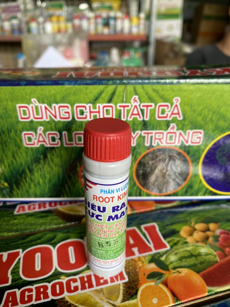 Siêu kích rễ Root Kinh kích rễ giâm chiết cành