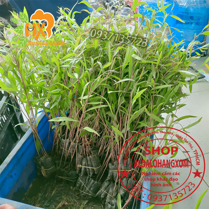 Combo 50 cây tràm úc -cây giống