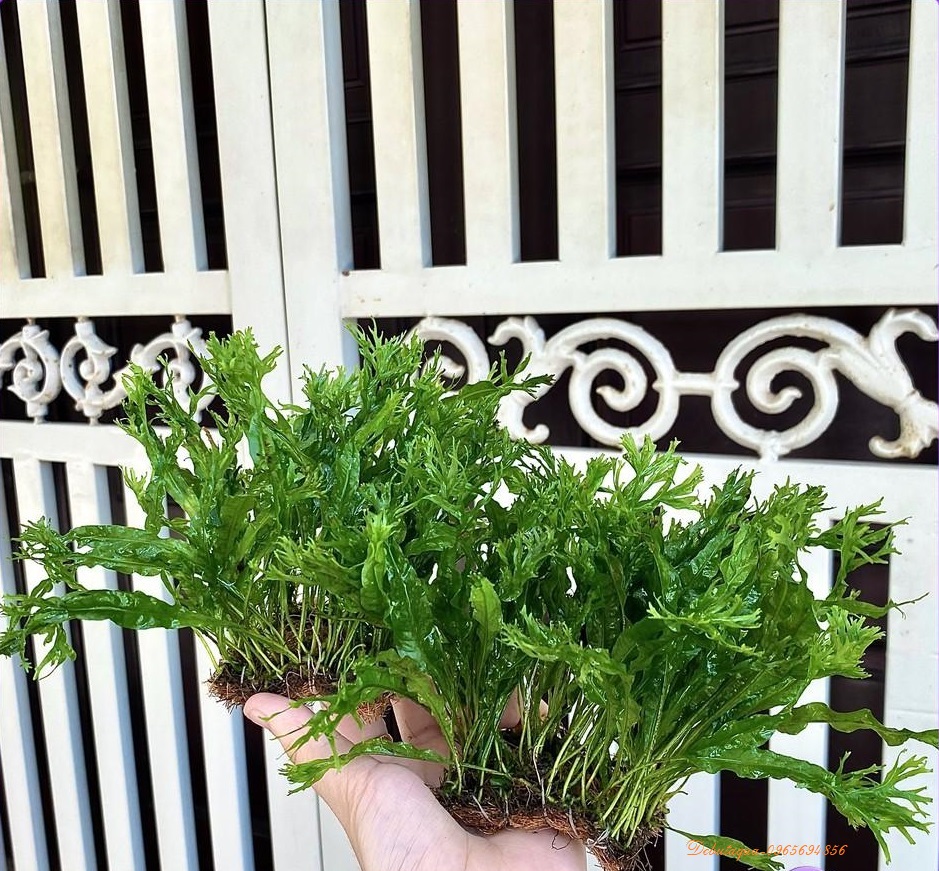 Cây thủy sinh Dương xỉ sừng hươu