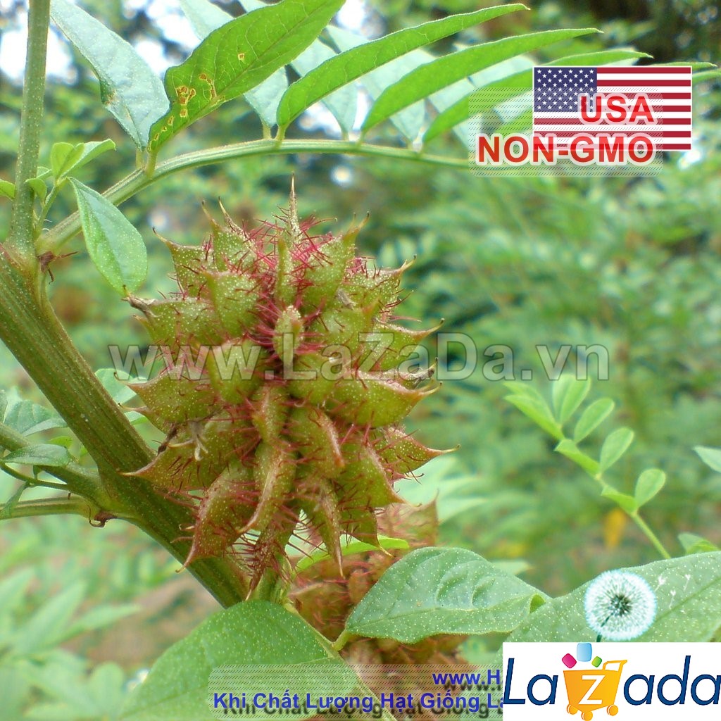 0.5GR 60.HAT Hạt Giống Cam Thảo (KL| C26*X43*M239)