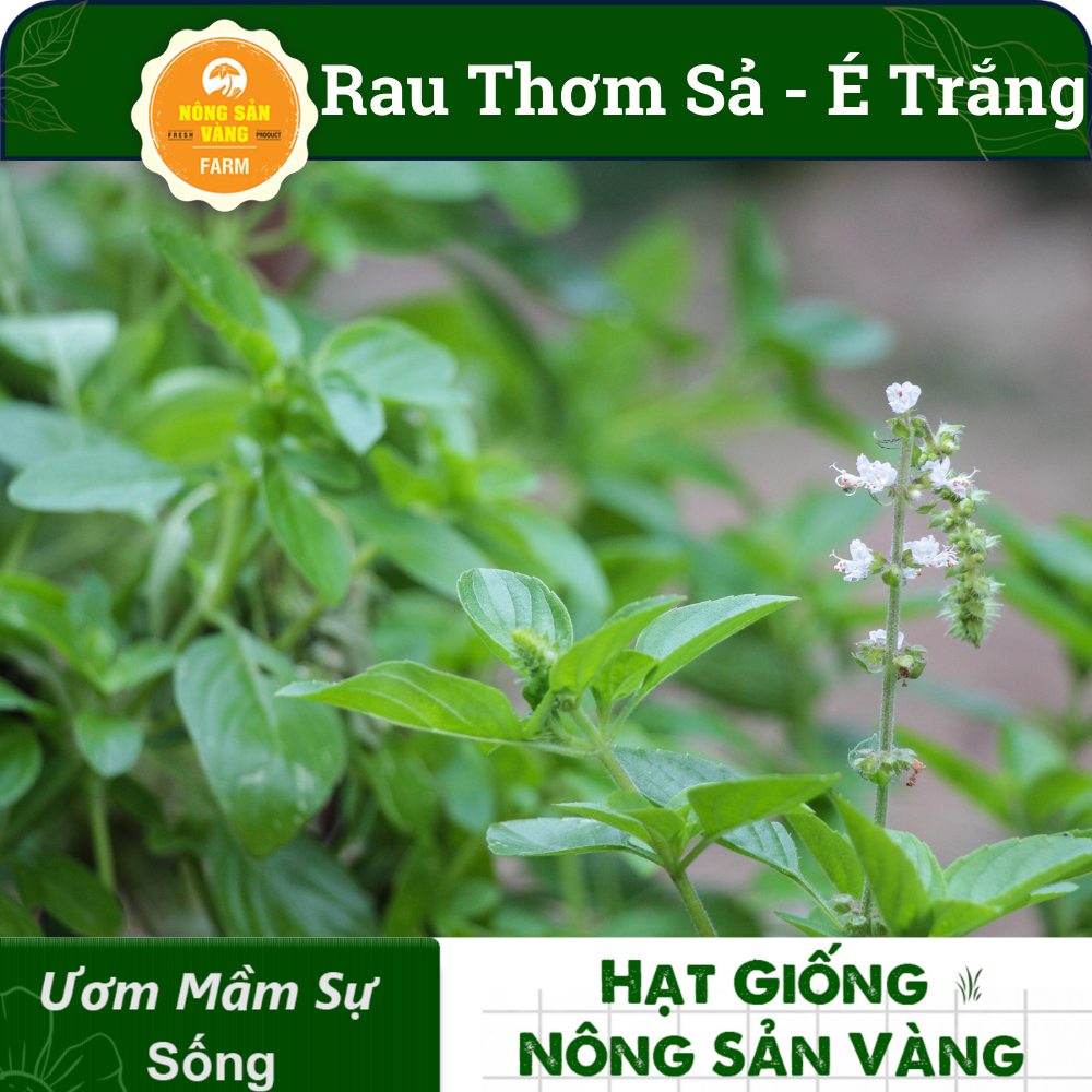 Hạt giống Rau Thơm Sả (É Trắng) Rau Thơm Đặc Biệt Của Miền Trung,  Trồng Quanh Năm (gói 5 gram)- Nông Sản Vàng