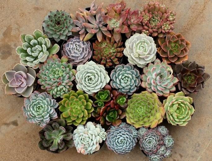 Hạt giống sen đá mix màu - 1 gói 200 hạt