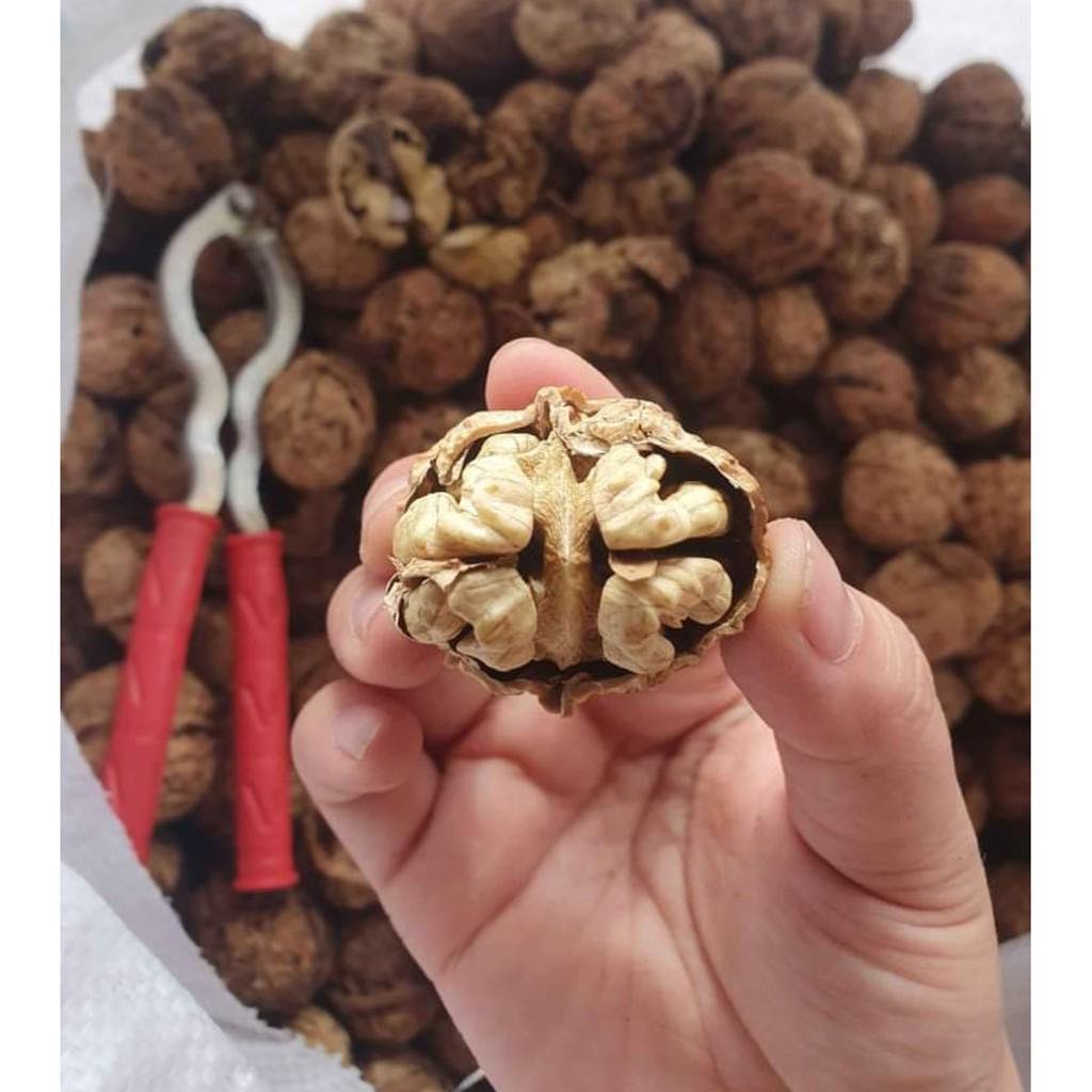 1KG ÓC CHÓ RỪNG SAPA MỎNG VỎ BÉO NGẬY