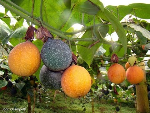 Cây giống chanh leo vàng đài loan- giống mới nhập khẩu