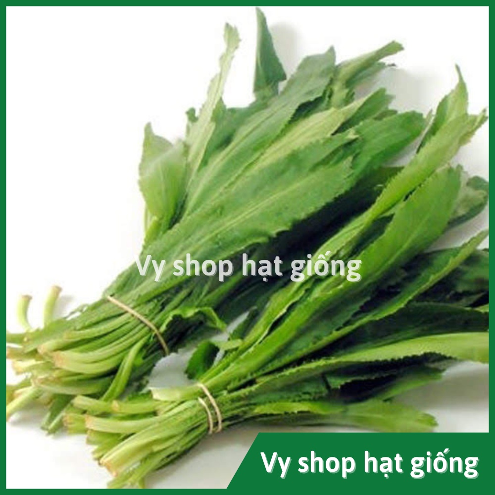 Hạt giống rau mùi tầu (ngò gai) Thái Lan gói 2000 hạt