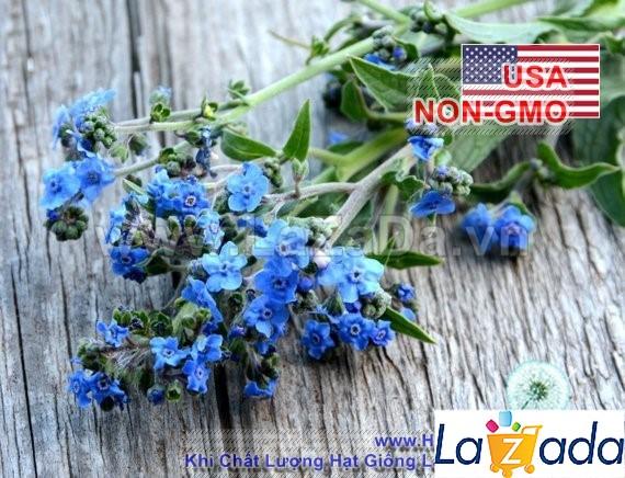 150h Hạt Giống Hoa Lưu Ly Forget Me Not (C1.202| -KD: B9*V45*M163)