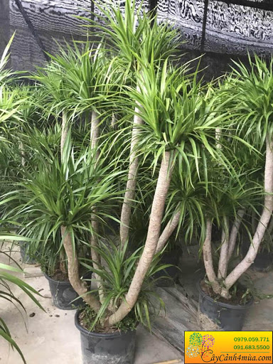 phát tài núi 1 thân đẹp