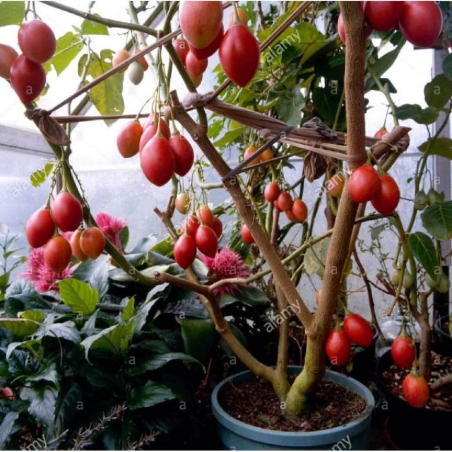 MA222 GÓI Hạt Giống Cà Chua Thân Gỗ - 10 Hạt