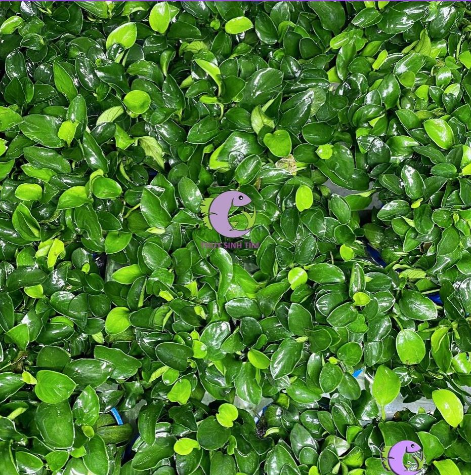 Ráy Nana Nhiều Ngọn (Cây Thủy Sinh)