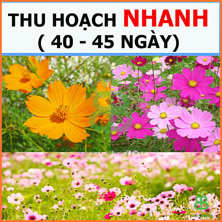 Hạt Giống Hoa Cúc Sao Nhái Dễ Trồng