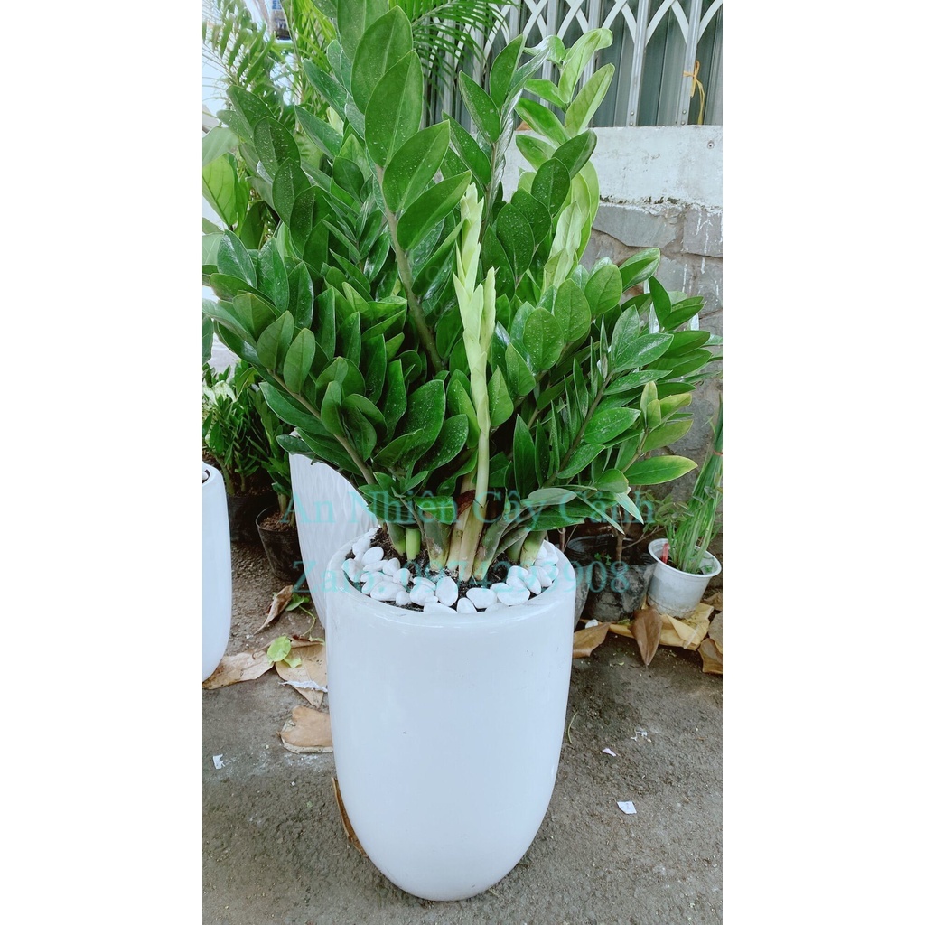 Chậu Cây Kim Tiền Lớn (chỉ giao hoả tốc hcm)