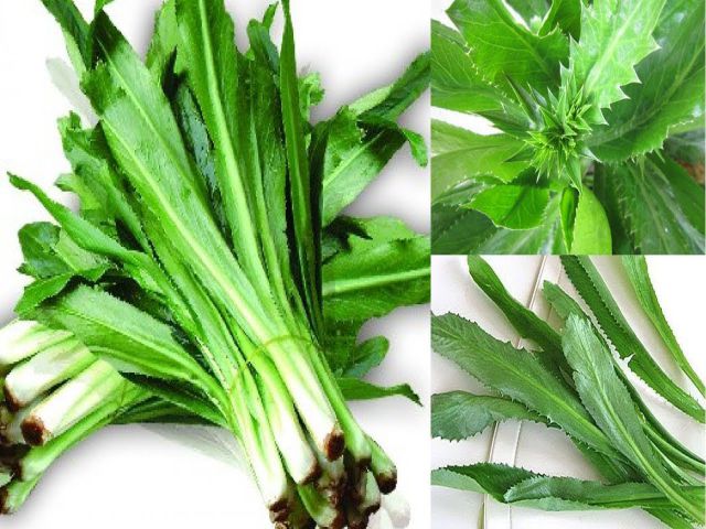 🌱Hạt Giống Rau Ngò Gai🌱 (Chịu Sâu Bệnh, Nảy mầm cao, Thơm ngon) - 5gr/gói