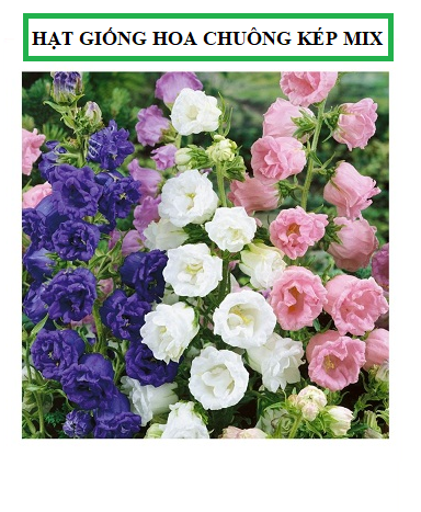 Hạt giống hoa chuông cánh kép mix màu - 50hạt/gói