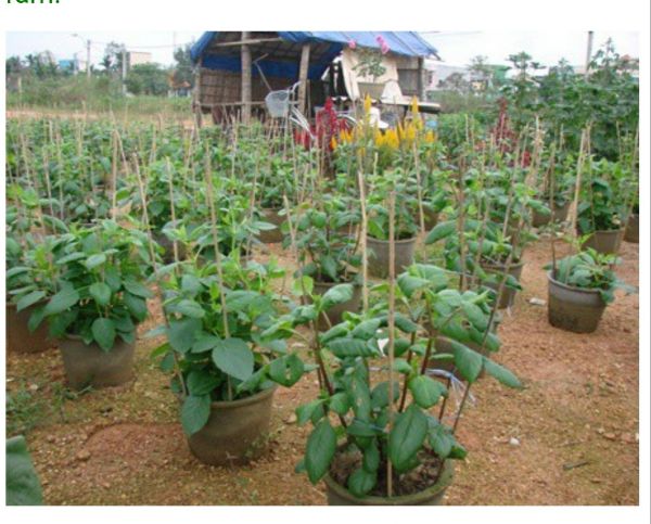 Hạt Giống Hoa Thược Dược Nhiều Màu