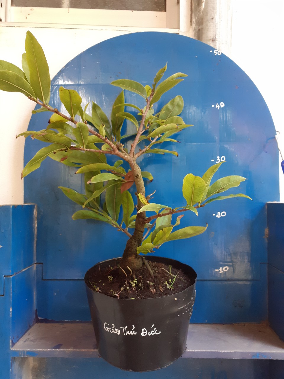 Mai Giảo Thủ Đức 1,5 mùa