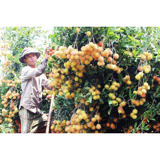CHÔM CHÔM RUỘT VÀNG SIÊU SỚM ( giống ghép siêu sớm)