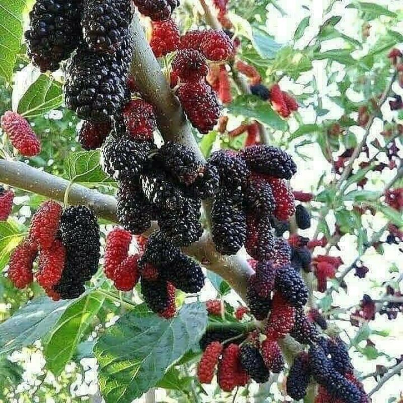 Giá Gốc - Dâu tằm đang trái.