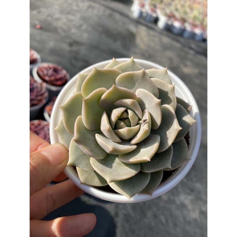 RANDOM 1 CÂY SEN ĐÁ SIZE TRUNG BÌNH 8-10CM LỖI 1 ĐỔI 1