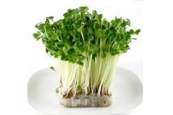 Gói 100g Hạt Giống Rau Mầm Bông Cải Xanh - Thế Giới Rau Mầm