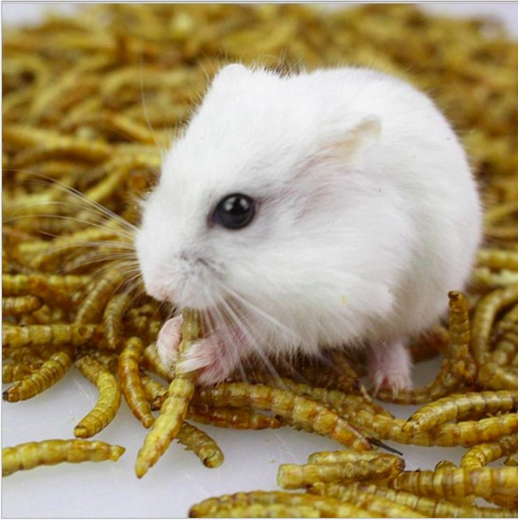 ✅Thức ăn sâu khô rang bơ cho hamster(Gói 30g)