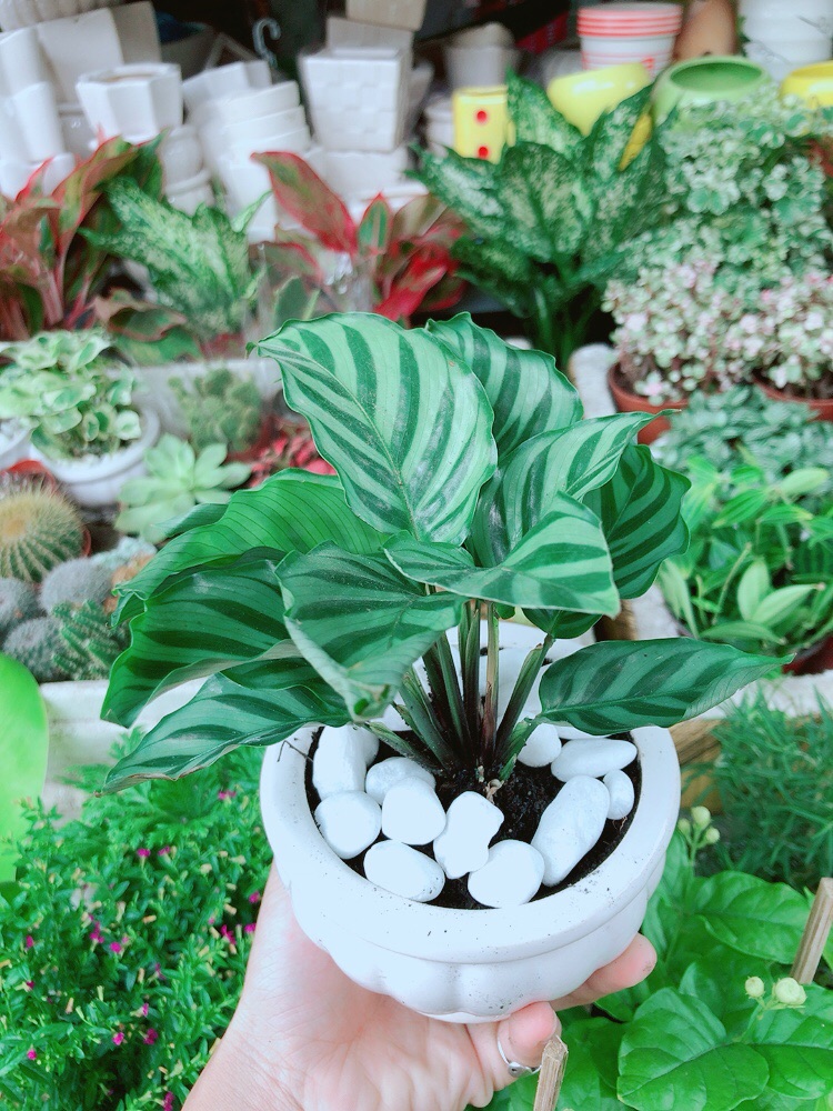 [HCM]Chậu Đuôi Công Xanh