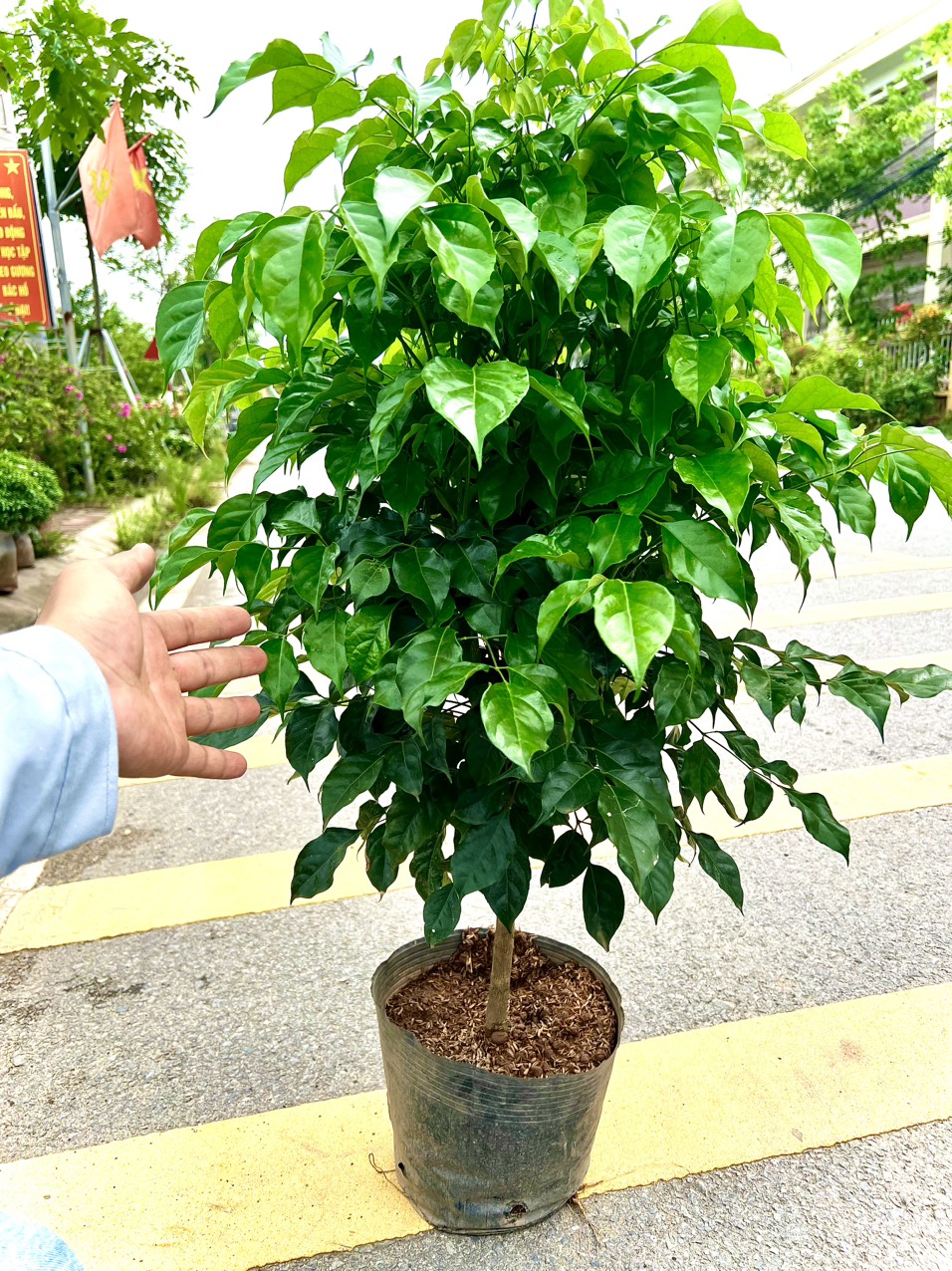 Cây hạnh phúc 1 thân dáng tree cao 1m (ảnh thật số 2)