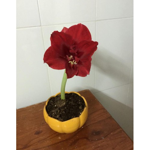 Củ giống hoa lan huệ đỏ nhung