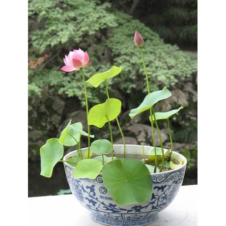 Hạt giống sen nhật mini