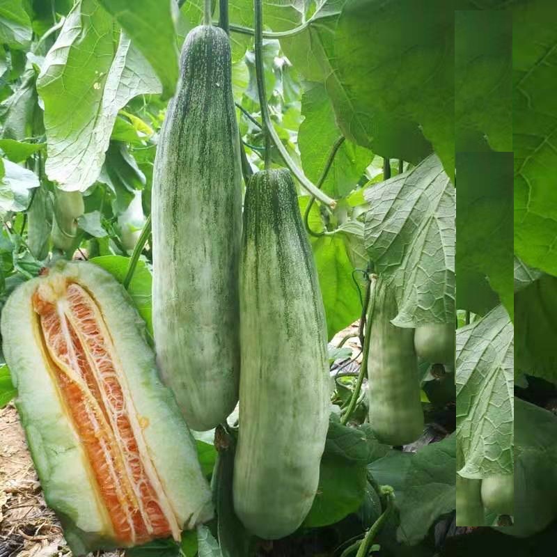 Hạt giống Dưa lê quả dài Yang Jiao Mi F1 - Dưa lê chuối 0.3gr