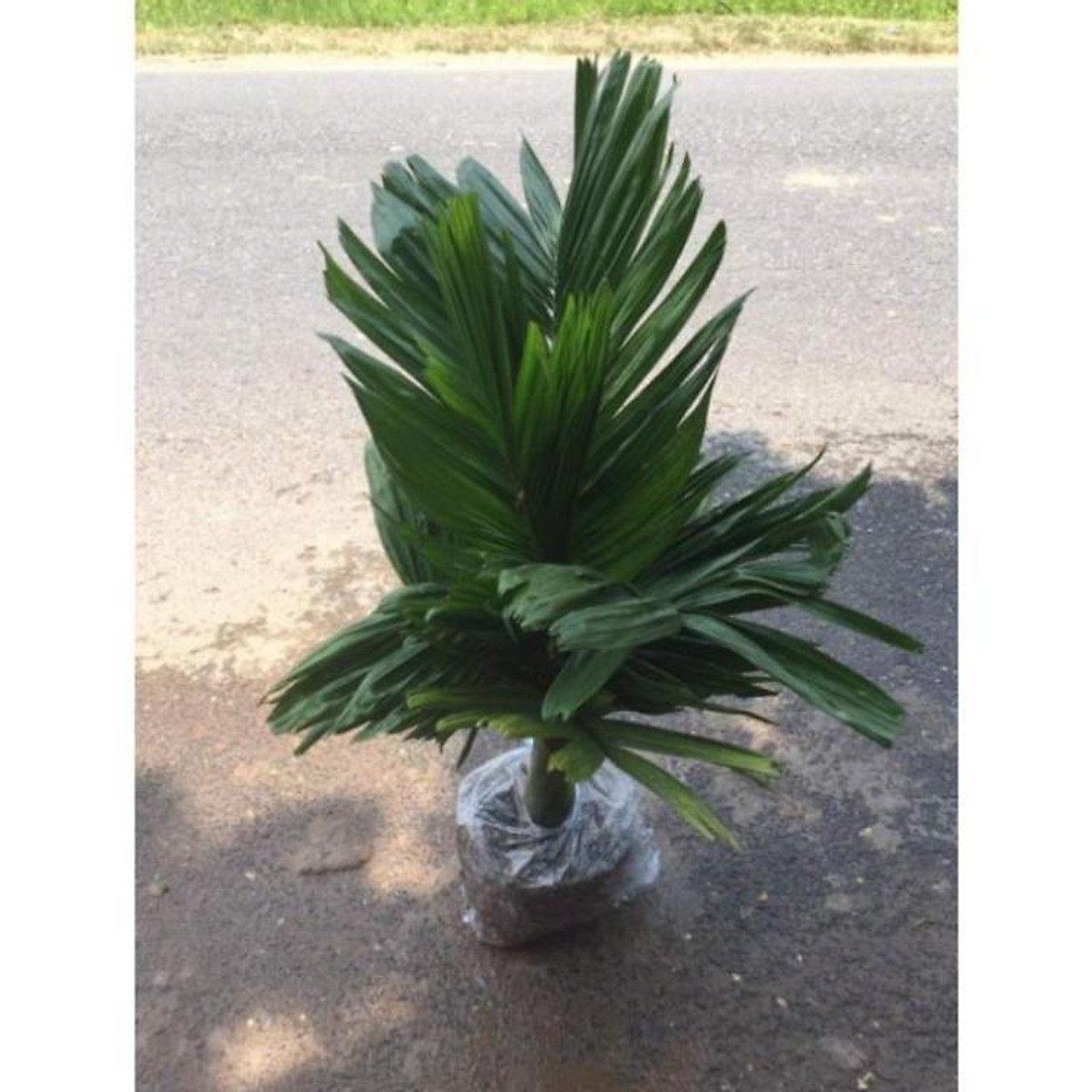 Cây giống cau lùn chuẩn F1 xịn , cây đẹp, giống chuẩn