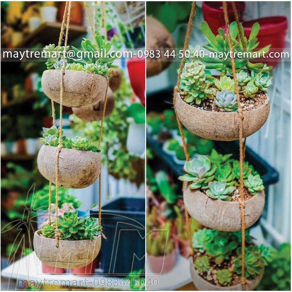 Chậu gáo dừa, dây gáo dừa trồng cây