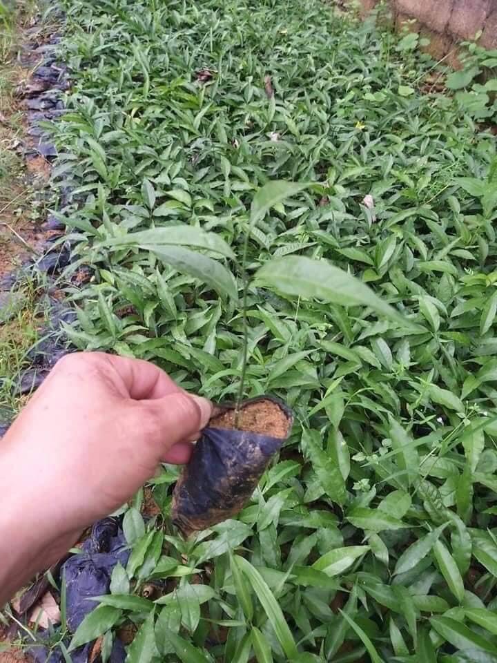 Cây giống rau sắng rừng