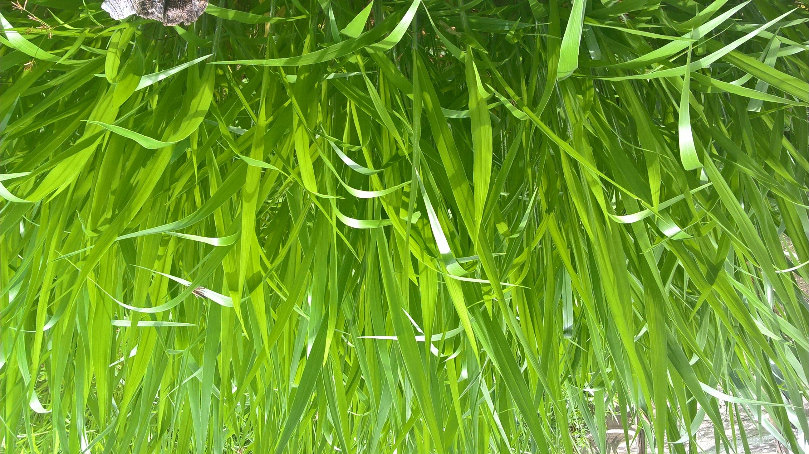 Cỏ Ruzi (Gói 100g) - Giống Cỏ Chăn Nuôi Chịu Dẫm Đạp
