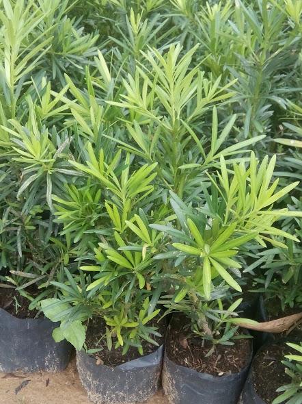 Cây tùng La Hán 40-50cm