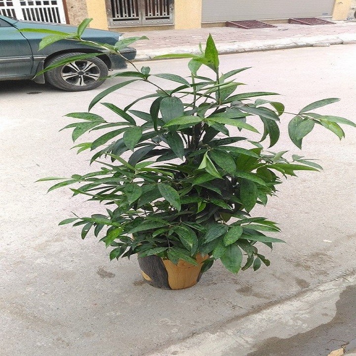 CHẬU CÂY TRÚC NHẬT