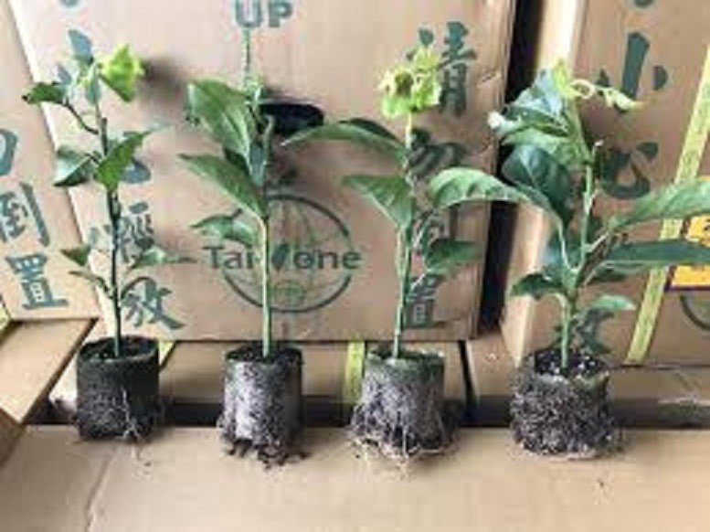 CÂY GIỐNG CHANH LEO TÍM