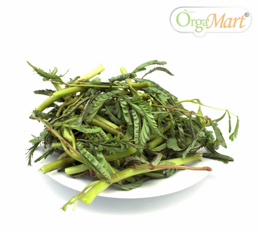Hạt Giống Rau Nhút (Rau Rút)
