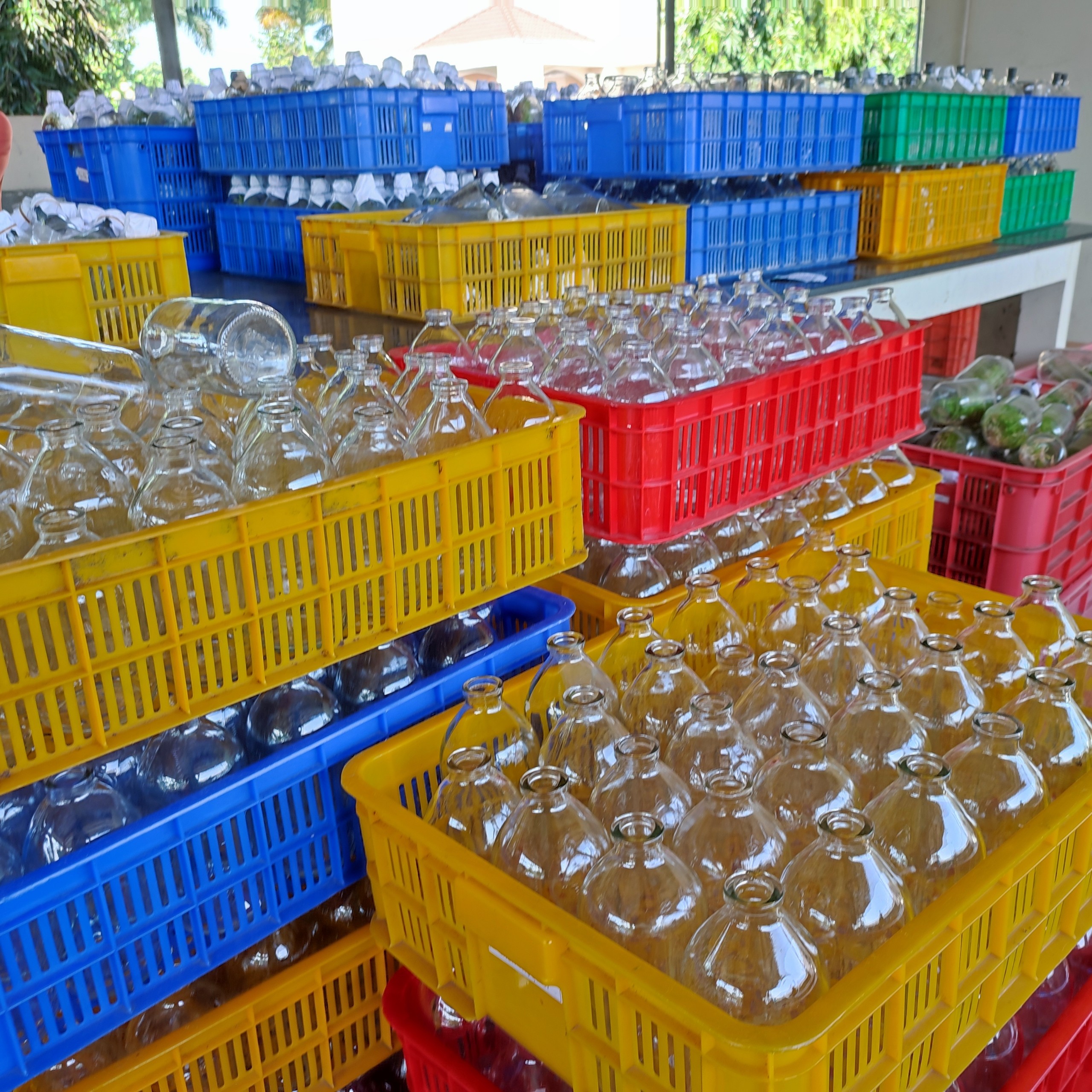 Vỏ chai nước biển nuôi Betta, Cấy mô có cách định mức chính xác. Đường kính miệng: 3.1