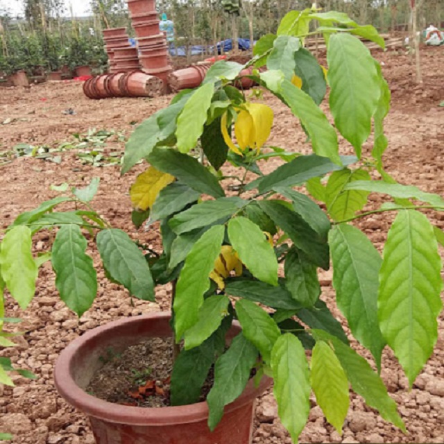 BẦU CÂY GIỐNG HOA DẺ THƠM