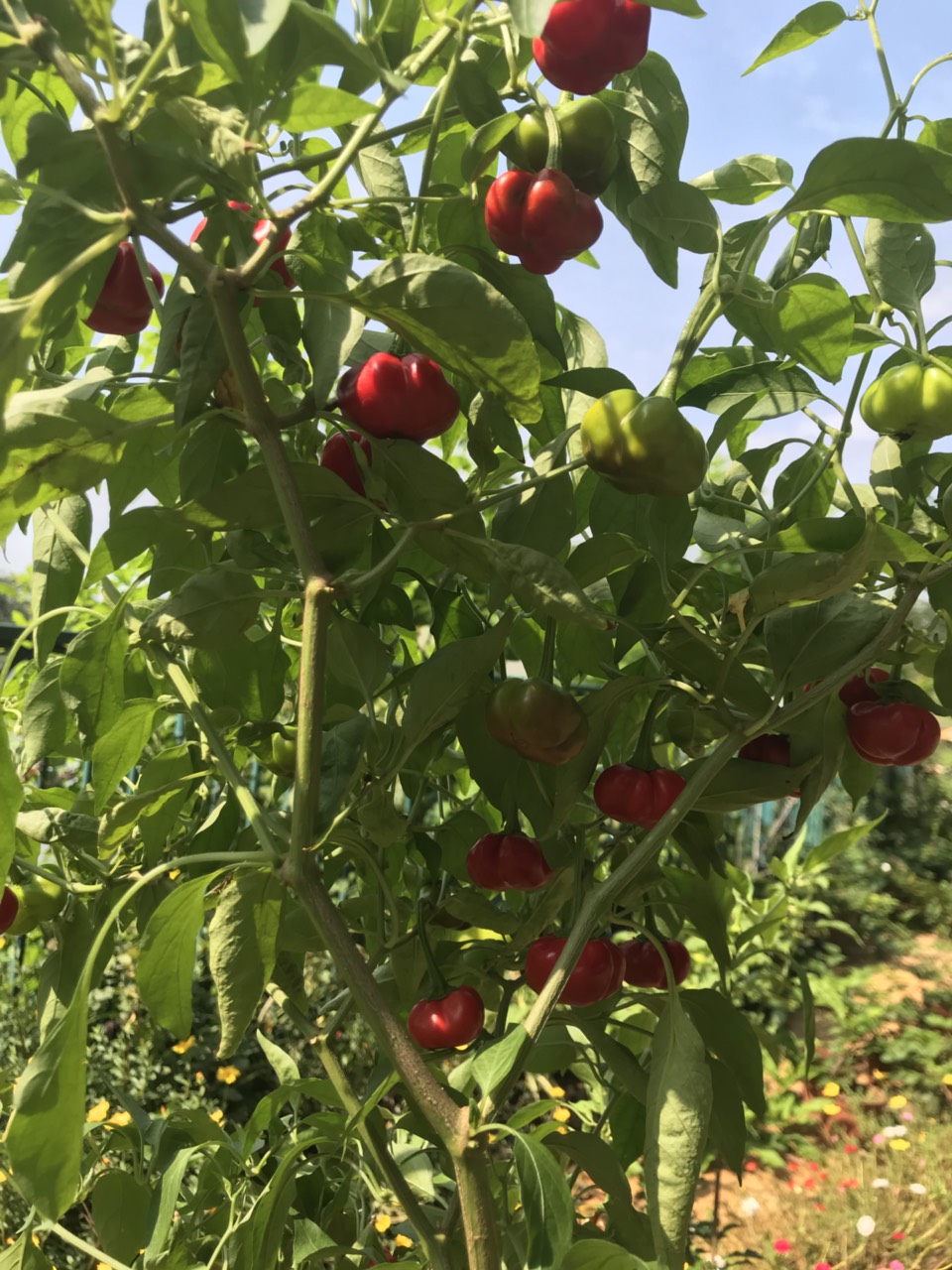 Cây ớt bí ngô (pumpkim pepper)