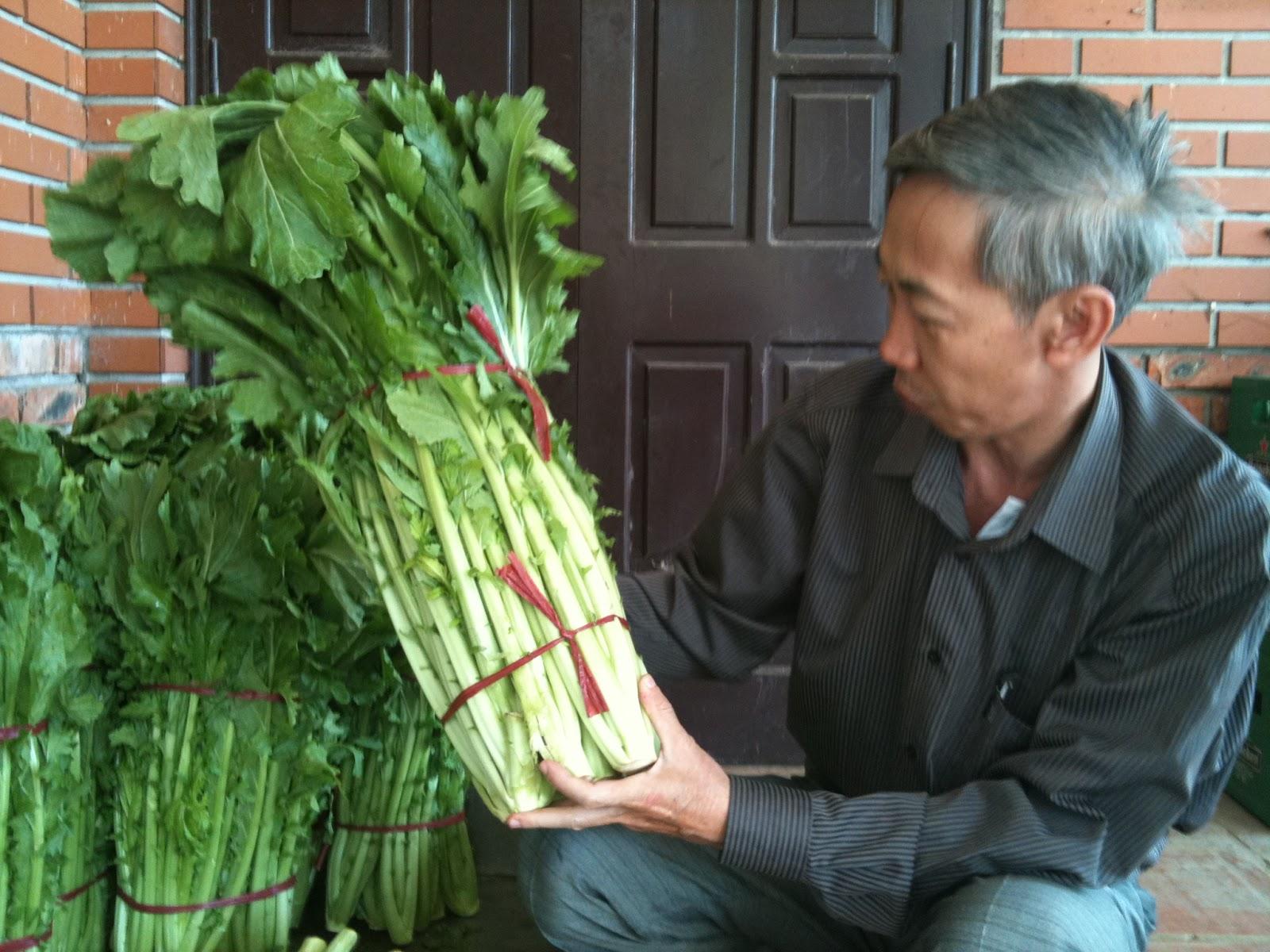 Bộ gói hạt giống Cải mèo