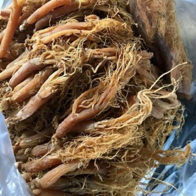 Sỉ toàn quốc 50g nhân sâm