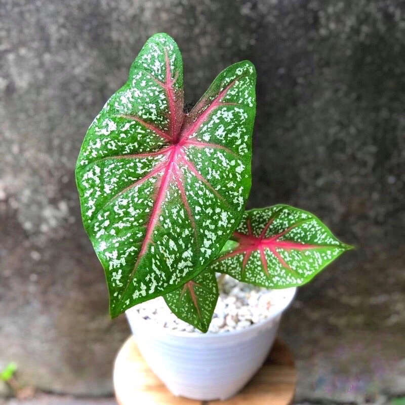 Cây môn Caladium Heart's Delight