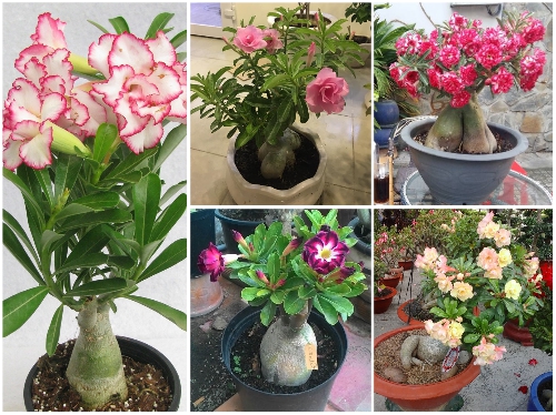 Chậu Cây Hoa Sứ Thái